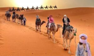 Camel caravan crossing the golden Erg Chebbi dunes in Merzouga, Morocco during sunset