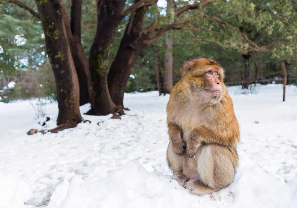 Return trip from Merzouga Sahara desert to Fes after a 2-day Morocco tour Return Journey from Merzouga to Fes